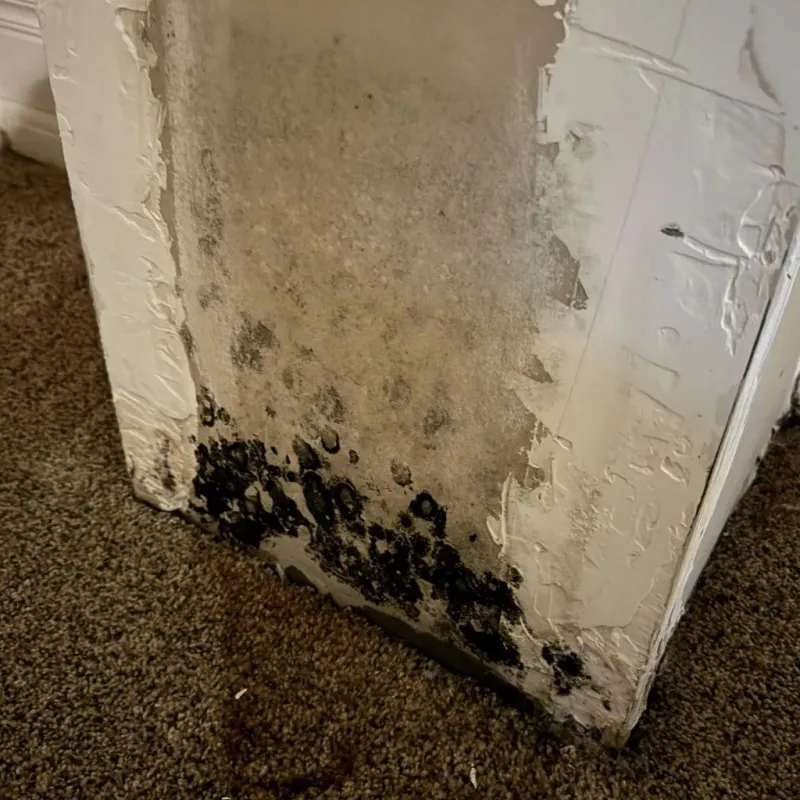 Professional Mold Removal in Chester, NH